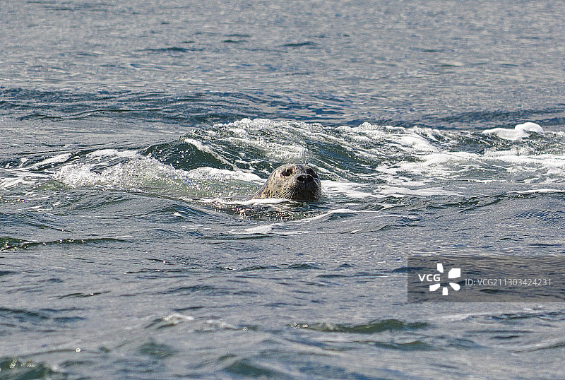 海狮在海里游泳的高角度视图图片素材
