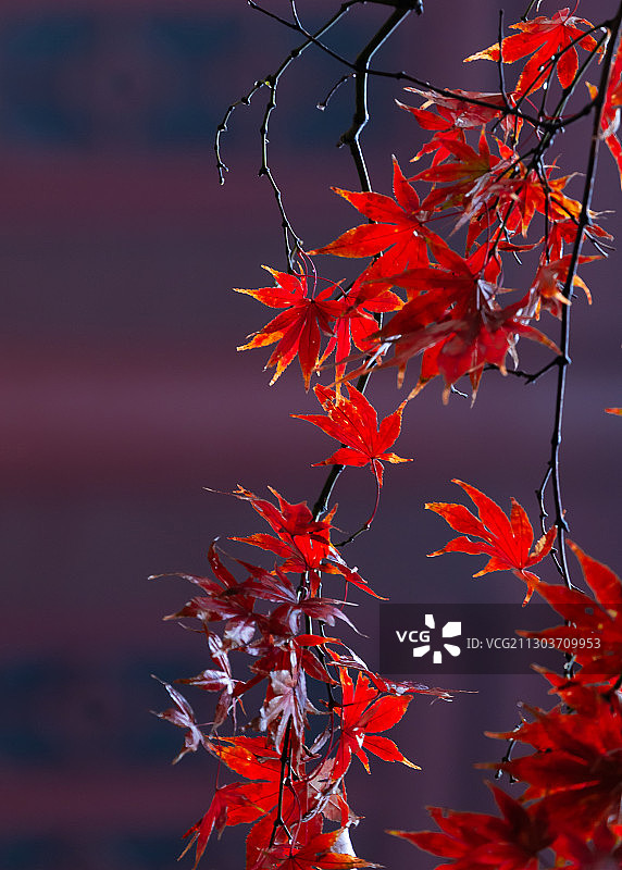 秋天栖霞山的红叶图片素材