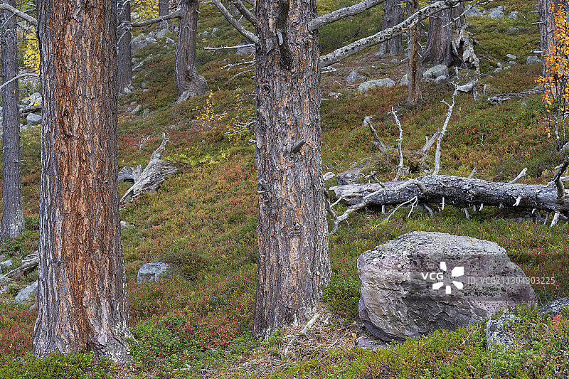 古老的松林，在斯道拉斯约法莱国家公园，拉普尼亚联合国教科文组织世界遗产地，诺博顿，拉普兰，瑞典图片素材
