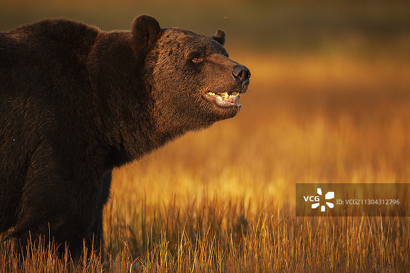 欧亚棕熊，北极熊，库伊卡，凯努，芬兰，与俄罗斯接壤图片素材