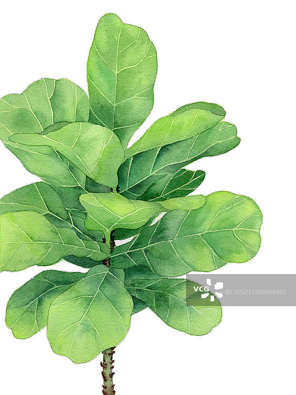手绘水彩植物绿植琴叶榕元素素材插画图片素材