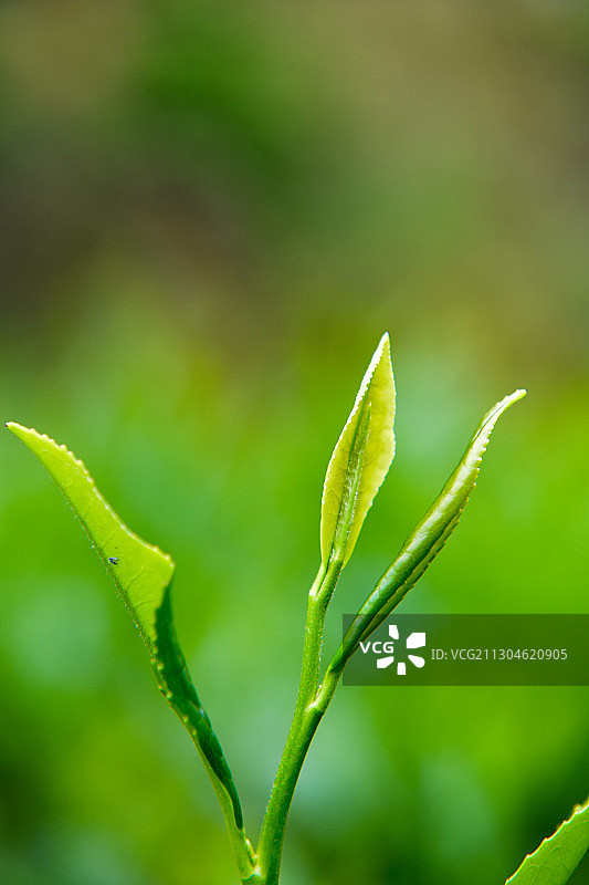春天里茶园里正在生长的绿色的明前茶芽茶图片素材