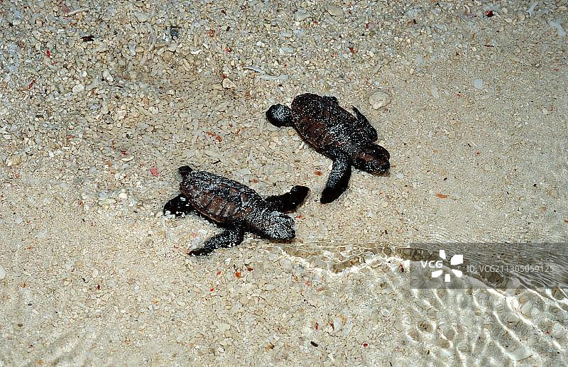 小玳瑁龟在海滩上奔跑着去看Eretmochelys imbricata图片素材