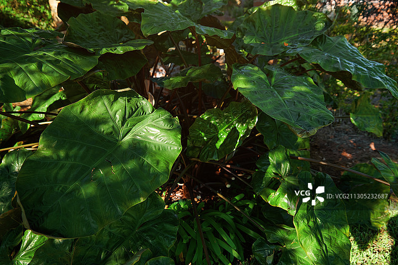 阳光下巨大的热带树叶的完整画面。自然背景图片素材