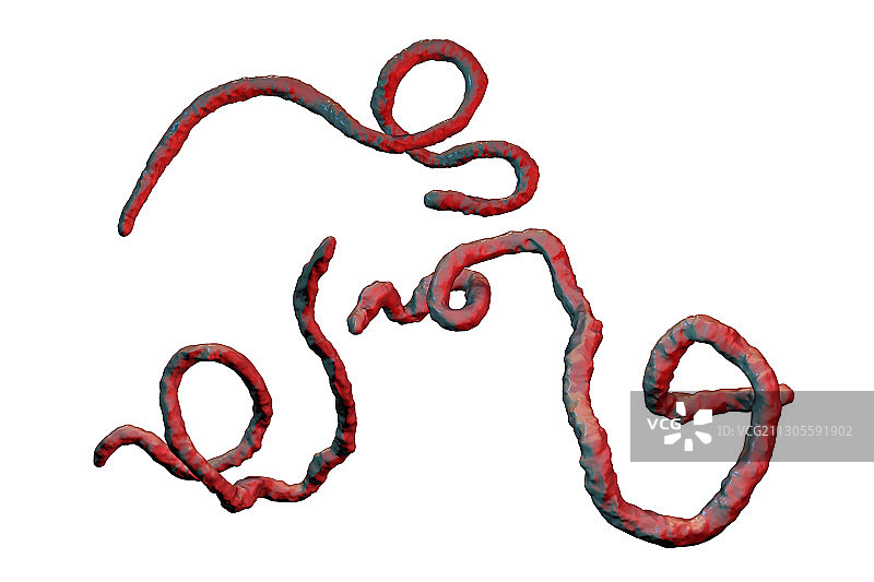 埃博拉病毒颗粒，插图图片素材
