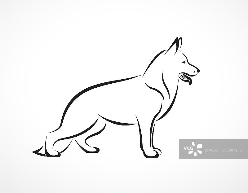 白色背景的德国牧羊犬图片素材