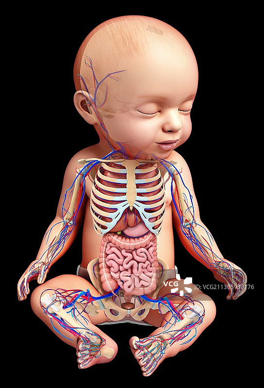 婴儿的解剖学、插图图片素材