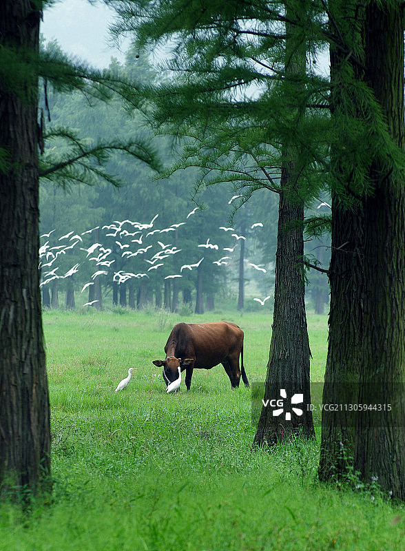 吃草的牧牛和飞舞的白鹭和谐相处图片素材