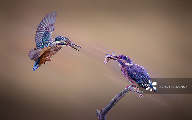 一只翠鸟带到一条鱼，另一只翠鸟飞过来张口要分一半。图片素材