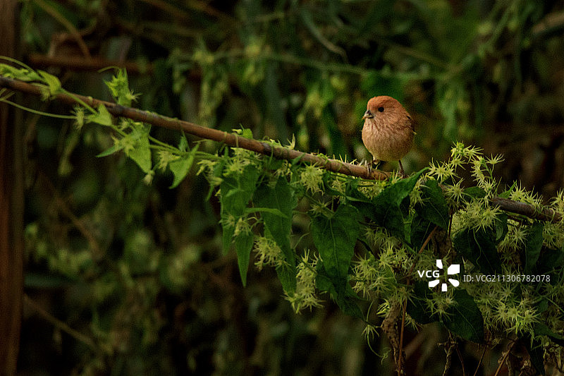 湿地公园的花鸟图片素材