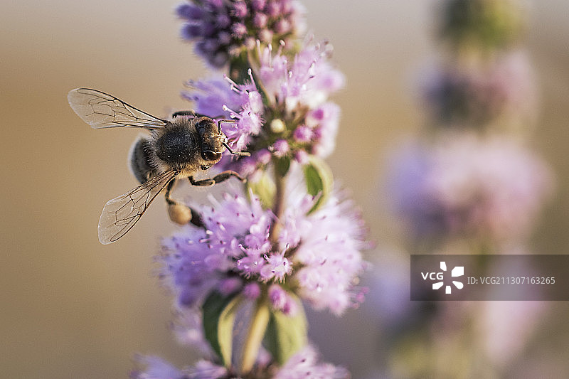 蜜蜂在紫色花朵上授粉的特写，Mila，阿尔及利亚图片素材