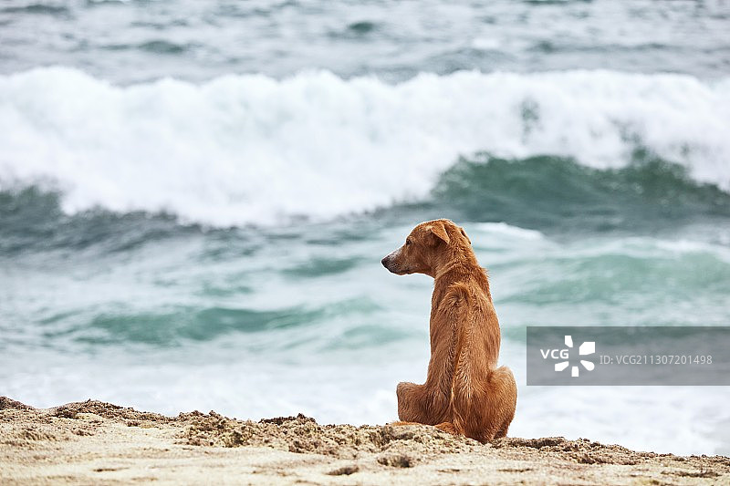 侧视图的狗坐在海滩上图片素材