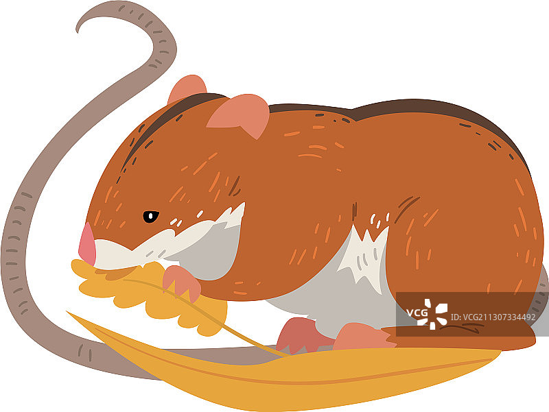 田鼠吃麦粒可爱，毛绒绒的红色图片素材