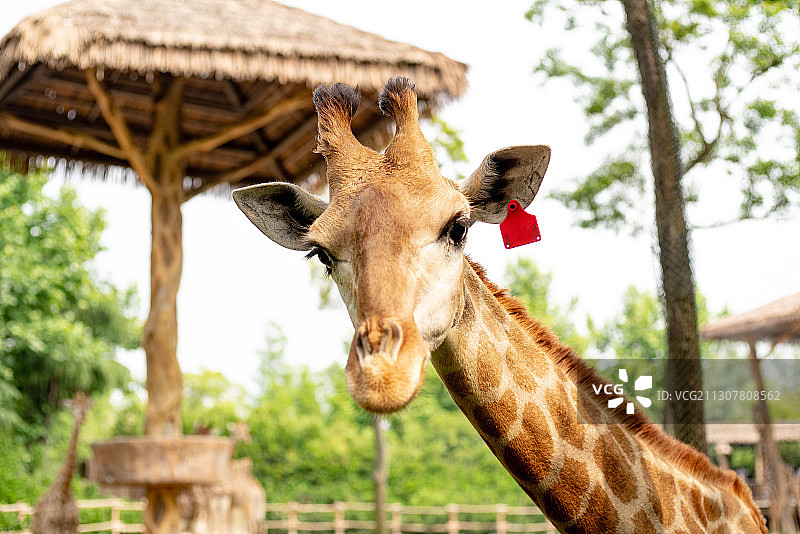 上海野生动物园的长颈鹿图片素材