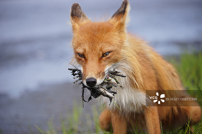 狐狸在田野上吃东西的肖像图片素材