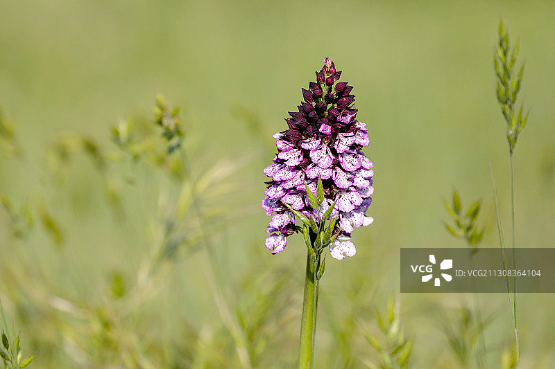 田野上紫色开花植物的特写，阿布鲁佐，意大利图片素材