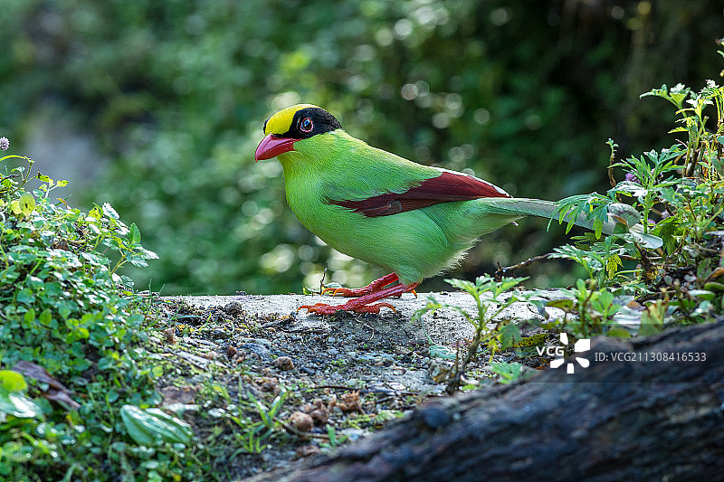 特写热带鸟栖息在树枝上，马来西亚图片素材