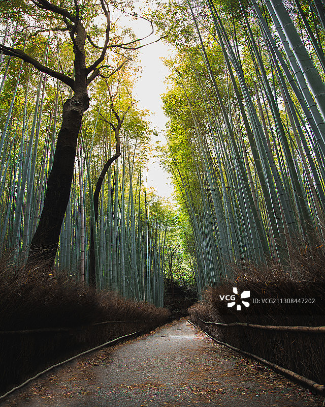 荒山竹林，荒山竹林，日本，荒山竹林图片素材