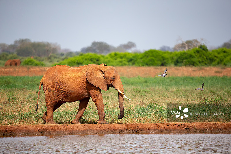 大象在田野上行走的侧视图图片素材