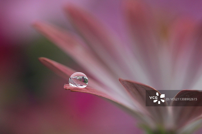 粉红色花朵上水滴的特写图片素材