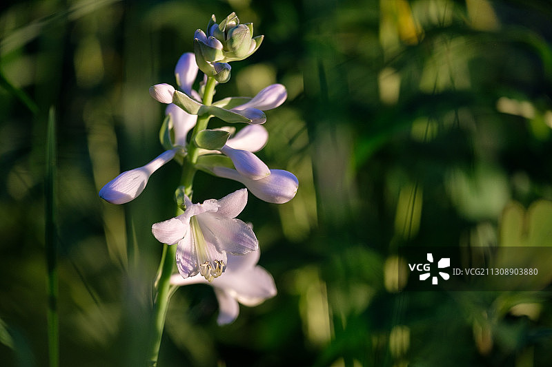 特写紫色开花植物，特拉华州，美国，美国图片素材