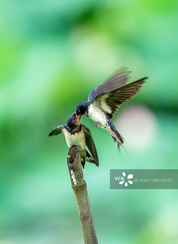 春天的小燕子在枝头上梳理羽毛，等着父母捕食归来图片素材