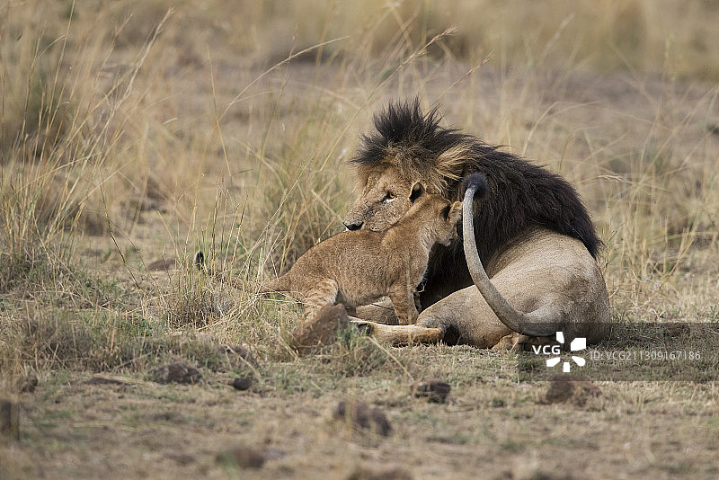 家庭狮子，肯尼亚图片素材