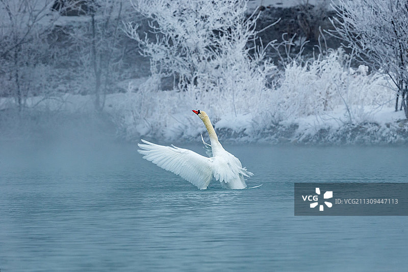 新疆伊犁冬季里在天鹅湖中游弋的疣鼻天鹅图片素材