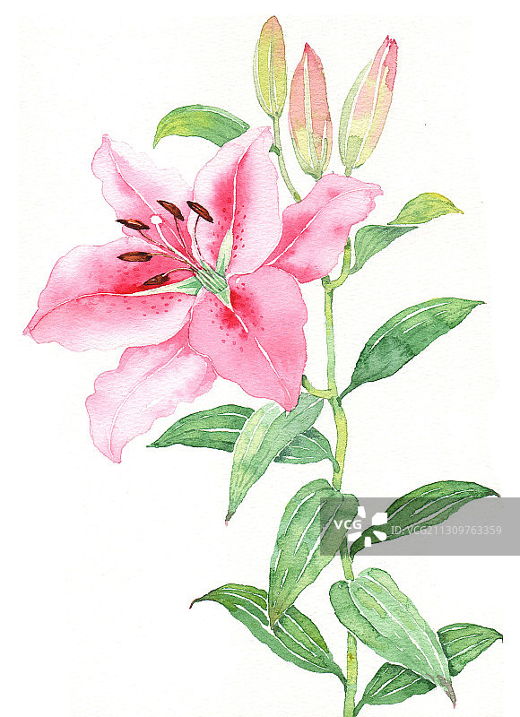 手绘水彩花卉-盛开的粉色百合花图片素材