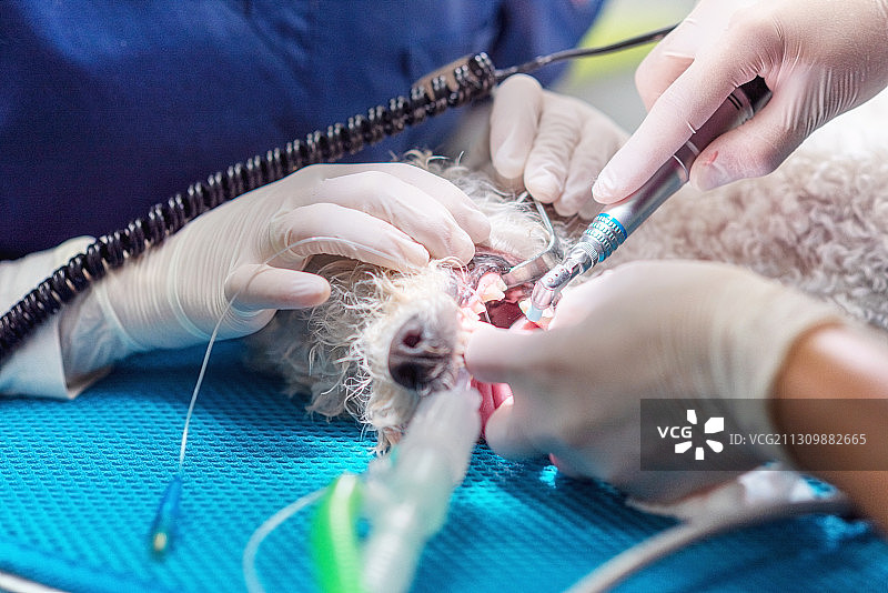 割手的医生进行牙科手术的狗图片素材