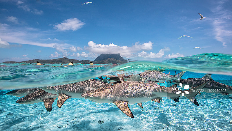 法属波利尼西亚波拉波拉岛，半水底下的黑鳍鲨在海里游泳图片素材