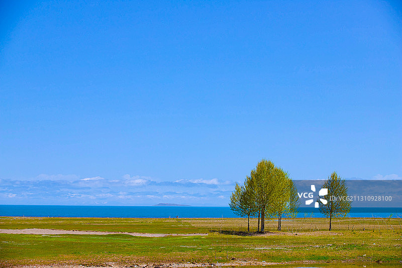 青海湖边的白杨树图片素材