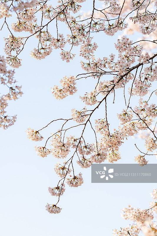 春天公园里盛开的白色日本樱花图片素材