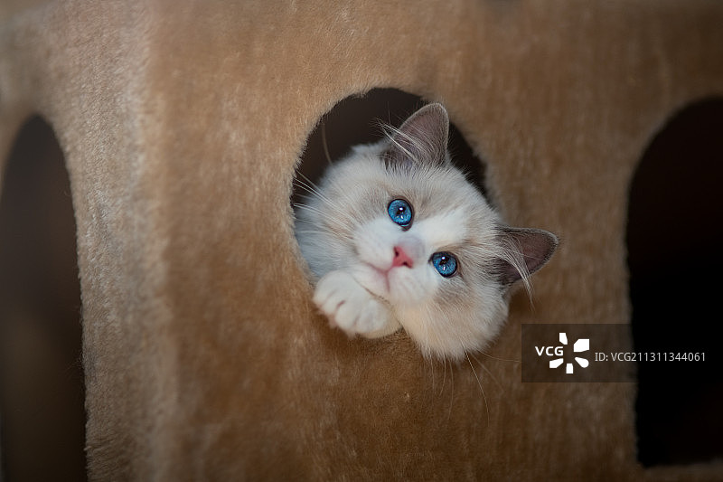 挪威哈卡达尔猫上的毛绒绒的猫探出身子图片素材