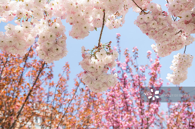 春天城市公园里盛开的日本樱花图片素材