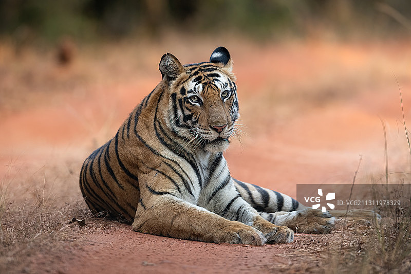 印度班德哈加老虎保护区，老虎坐在田野上的肖像图片素材