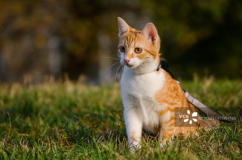 一只猫坐在草地上的肖像，布达佩斯，匈牙利图片素材