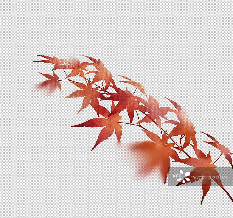 中国风红色枫叶素材图片素材