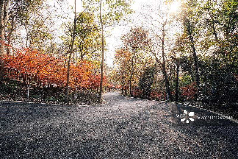 道路两旁的秋色图片素材