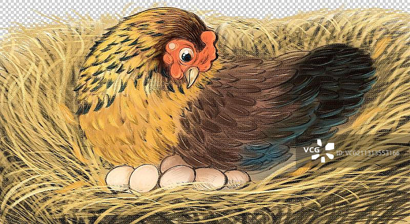 母鸡孵蛋图片素材