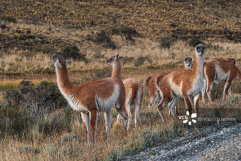 旅行在南美洲智利百内国家公园。美丽的自然风景和野生动物。图片素材