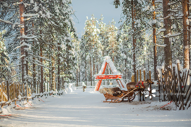 芬兰罗瓦涅米圣诞老人村驯鹿图片素材