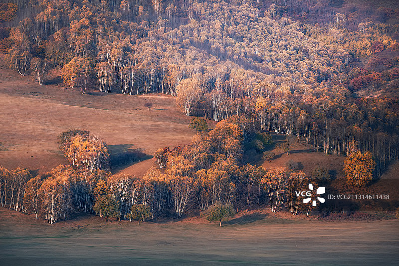 中国内蒙古乌兰布统大草原秋季白桦林图片素材