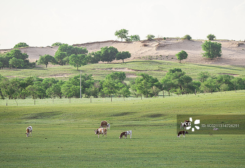 内蒙古锡林郭勒草原上得牛群图片素材