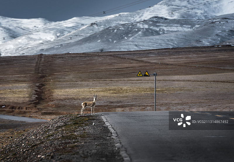 等待过公路的藏羚羊图片素材