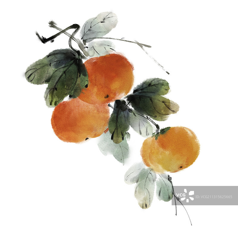 中国风古风水墨写意水果插画 白底——柿子图片素材