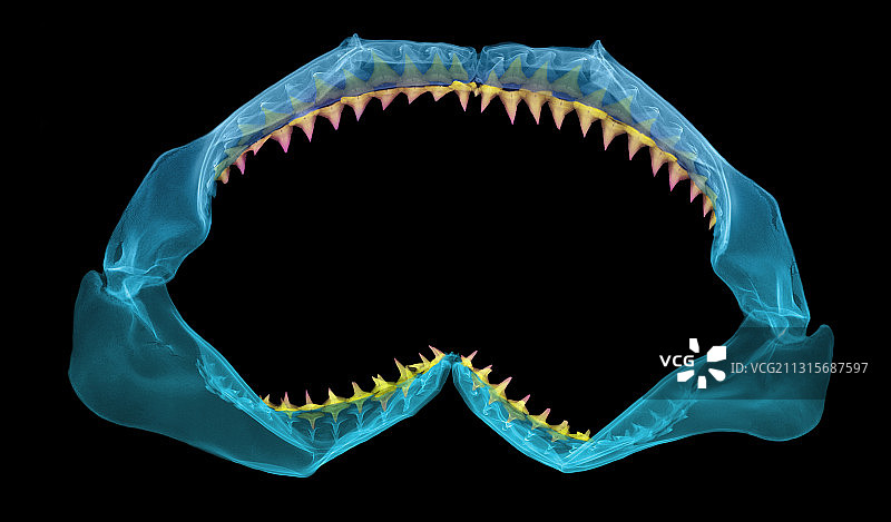 鲨鱼嘴x光片图片素材