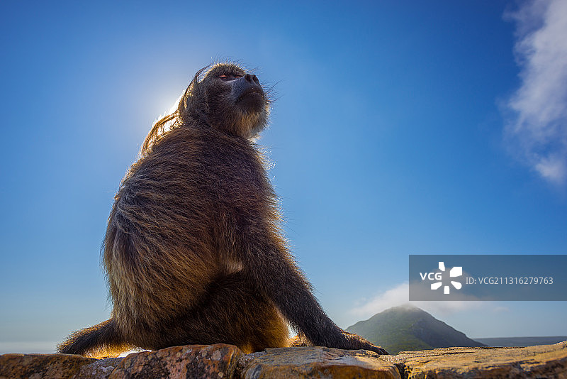一只角狒狒在角点欣赏风景图片素材