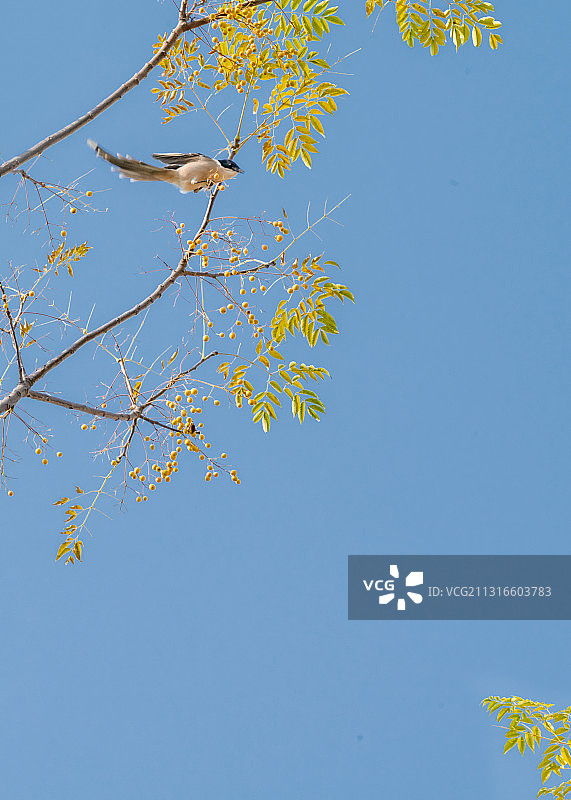 动物，鸟类，秋天，几只在楝树上啄食楝籽儿的喜鹊图片素材