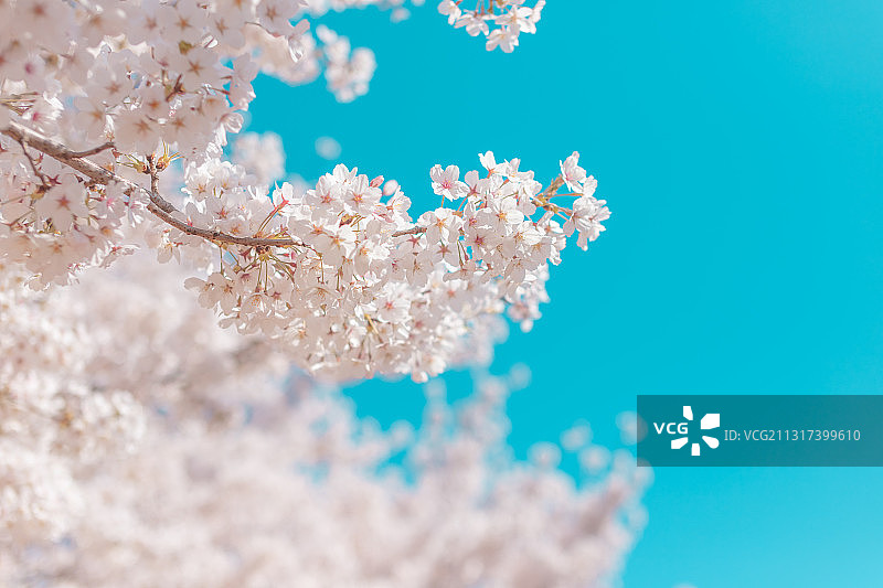 中国海洋大学崂山校区樱花季樱花图片素材